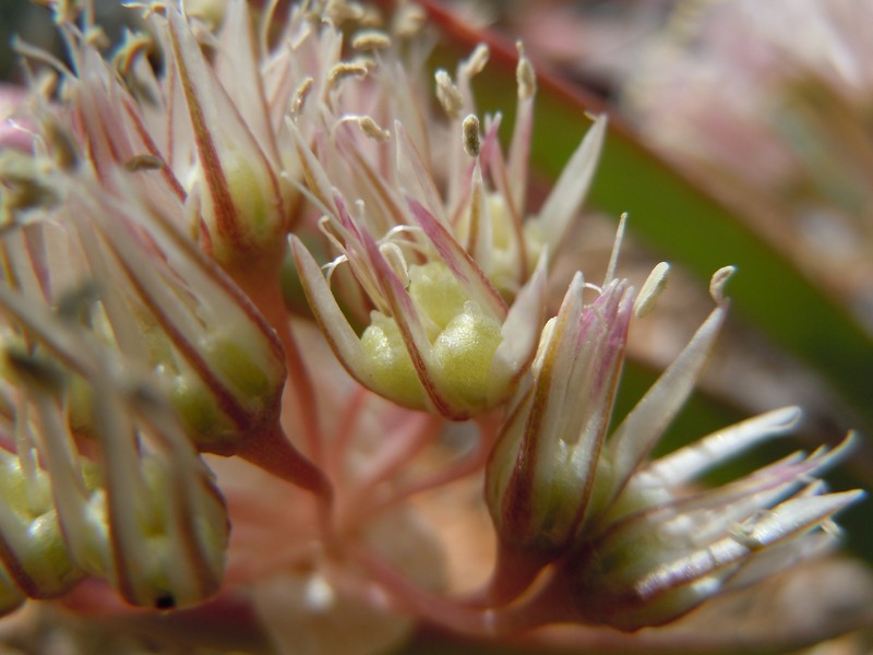 Twinleaf Onion photo 2