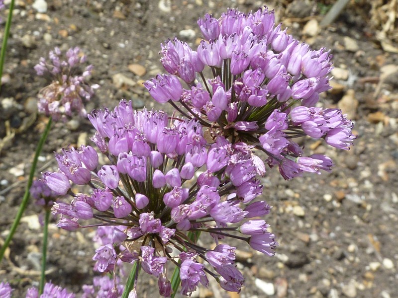 Allium angulosum
