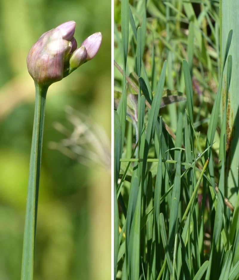 Allium angulosum photo 2
