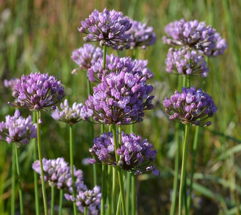 Allium angulosum photo 3
