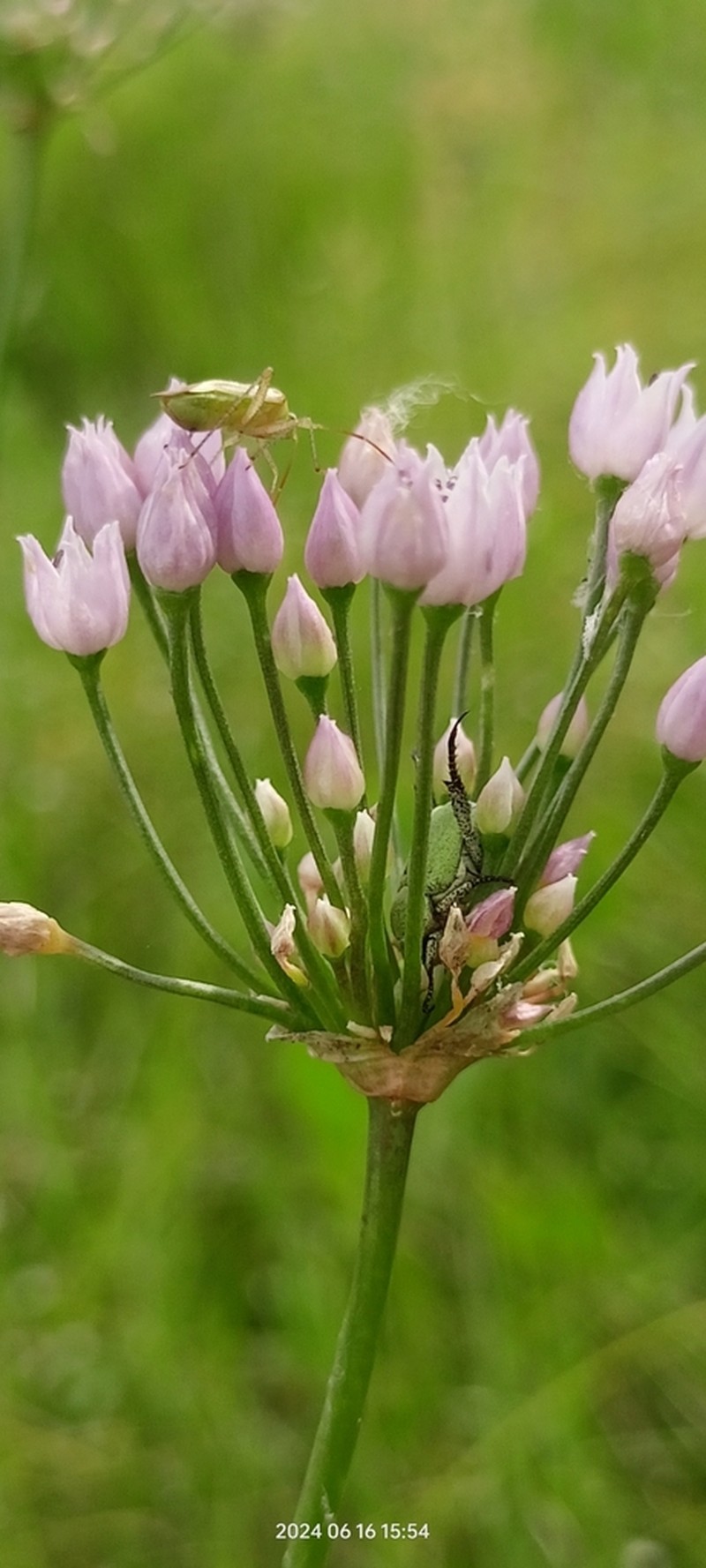 Allium angulosum photo 4