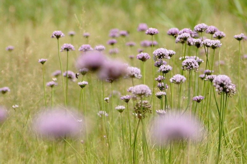 Allium angulosum photo 5