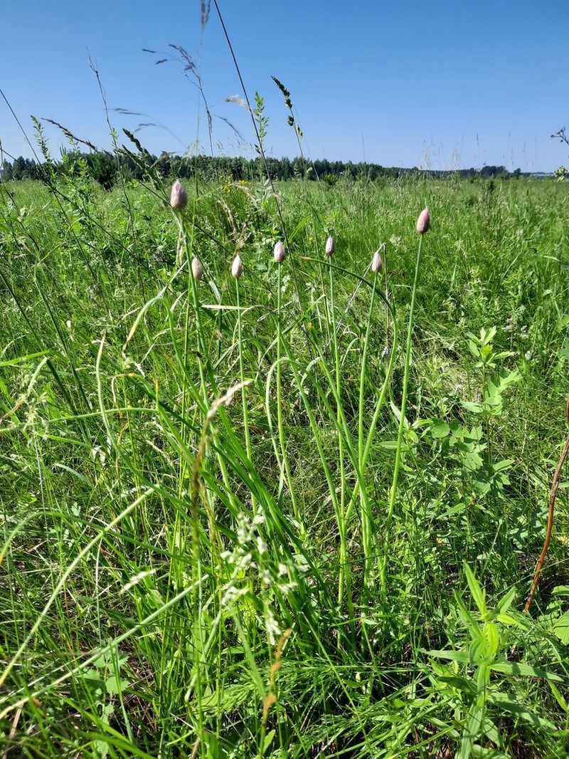 Allium angulosum photo 6
