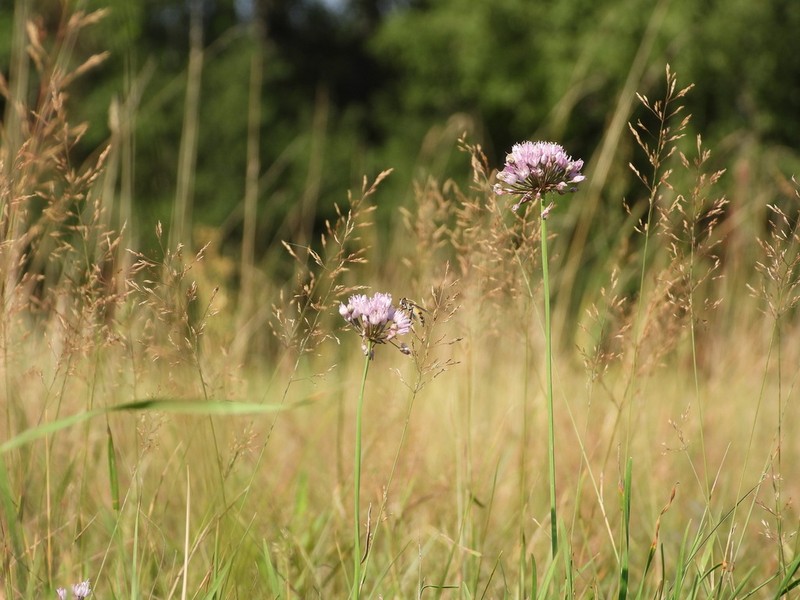 Allium angulosum photo 7