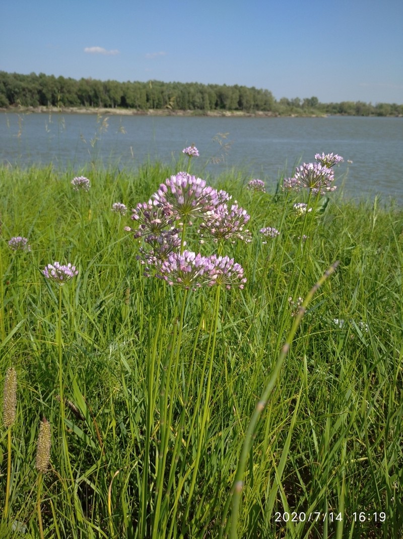 Allium angulosum photo 8