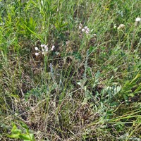 Allium anisopodium
