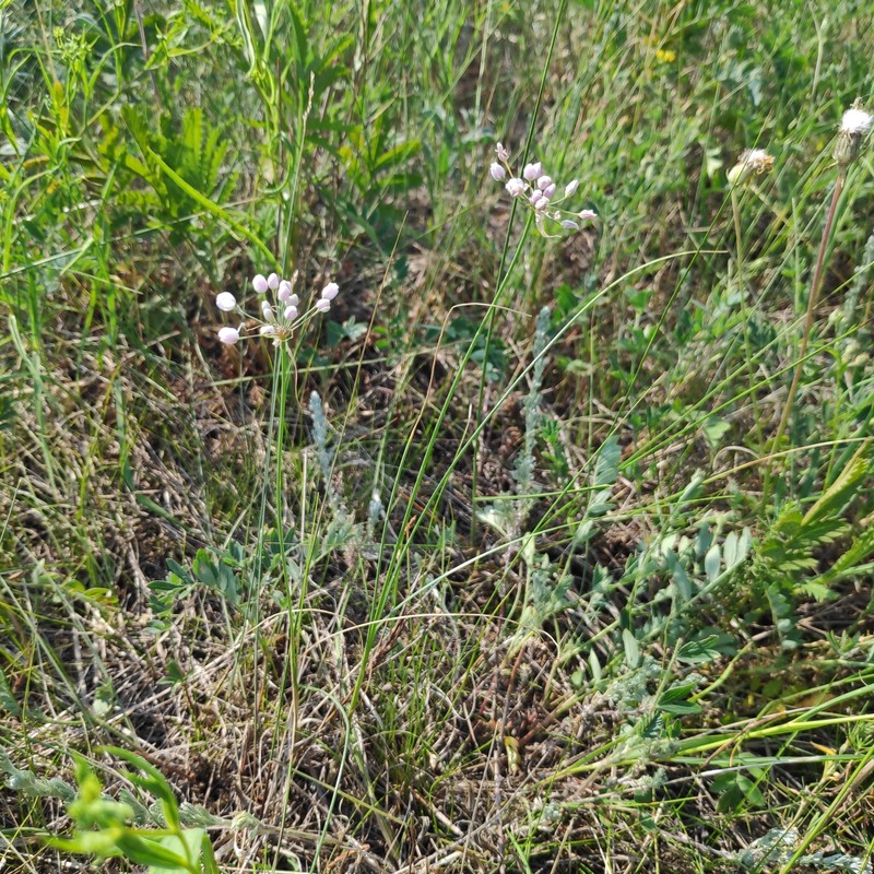 Allium anisopodium
