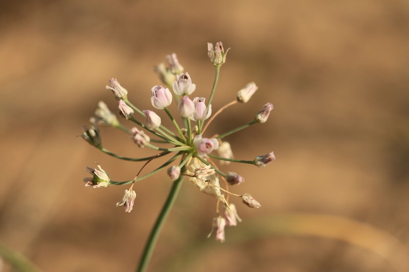 Allium anisopodium photo 2