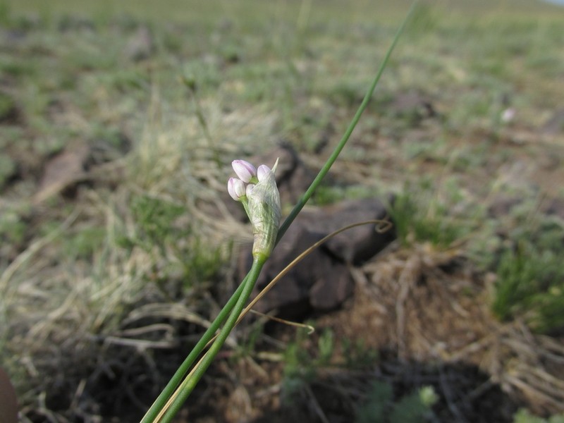 Allium anisopodium photo 3