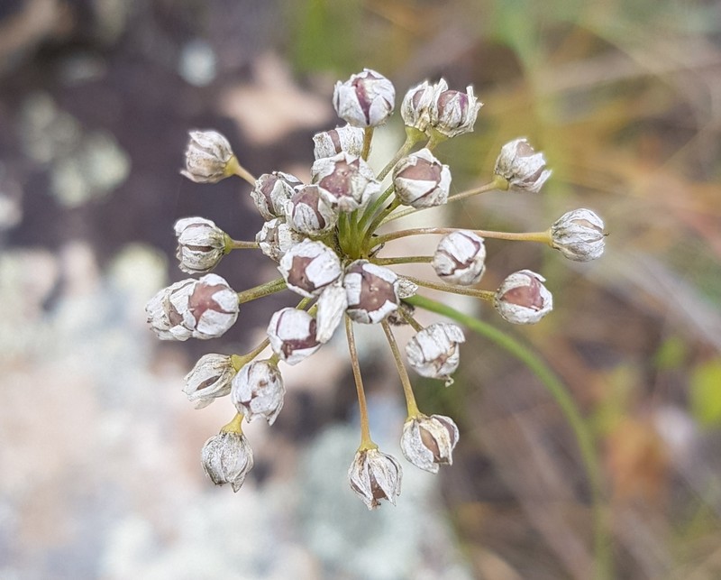 Allium anisopodium photo 4