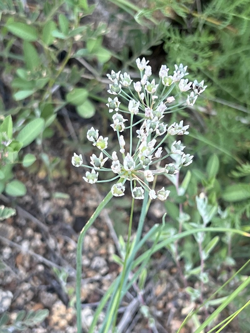 Allium anisopodium photo 5