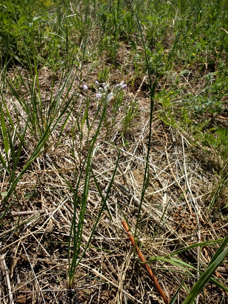 Allium anisopodium photo 6