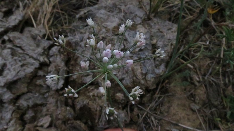 Allium anisopodium photo 7