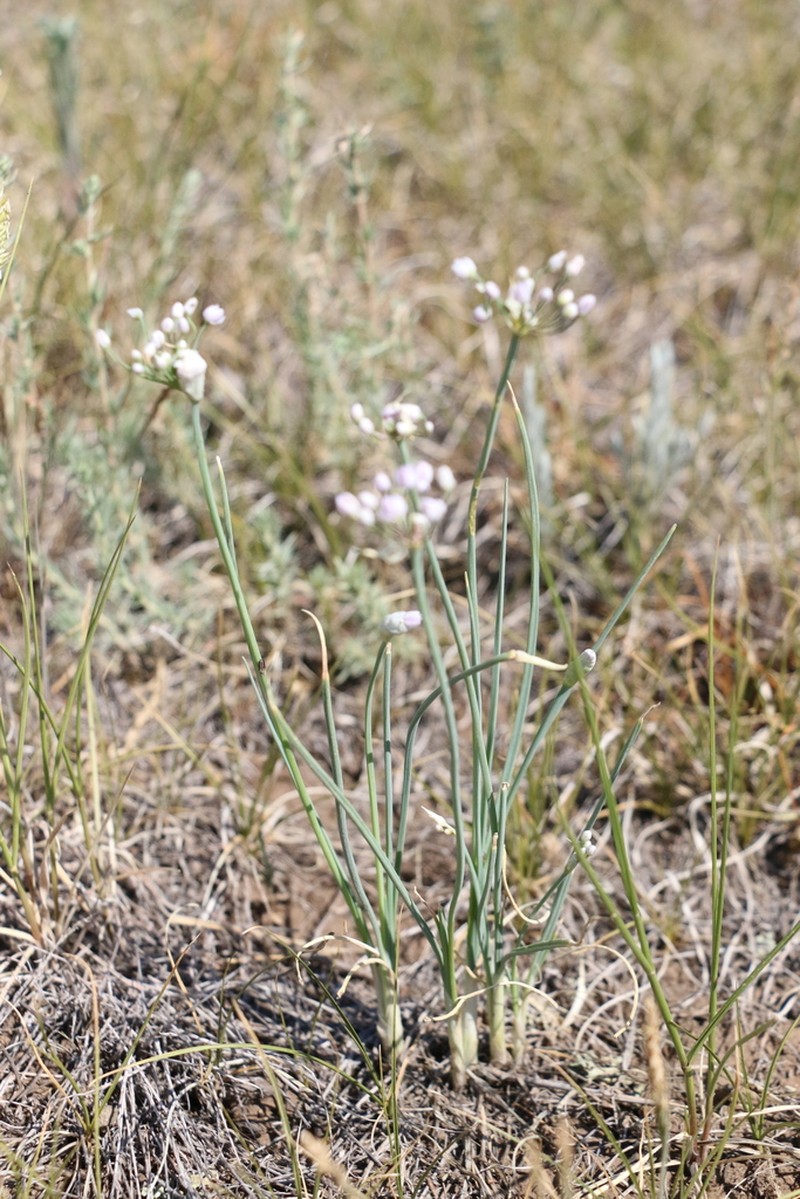 Allium anisopodium photo 8
