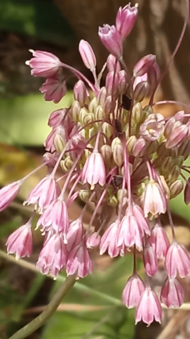 Allium antiatlanticum photo 2