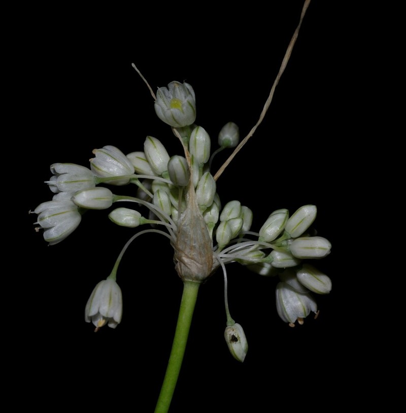 Allium antiatlanticum photo 3