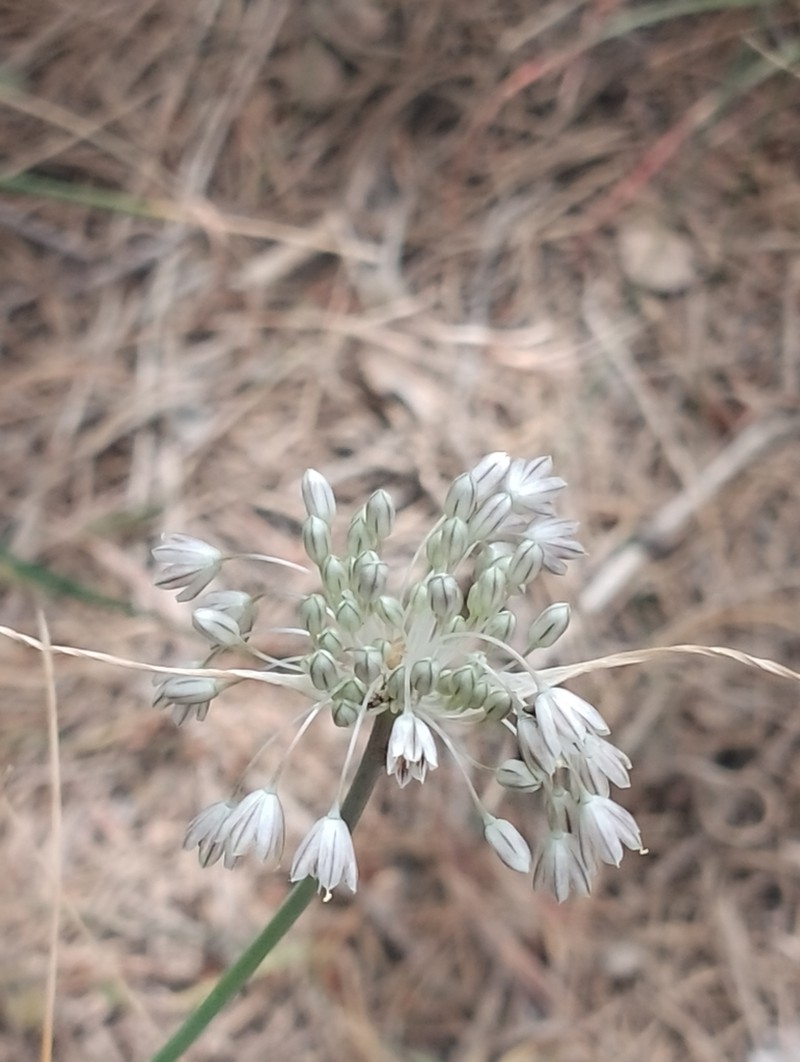 Allium antiatlanticum photo 4
