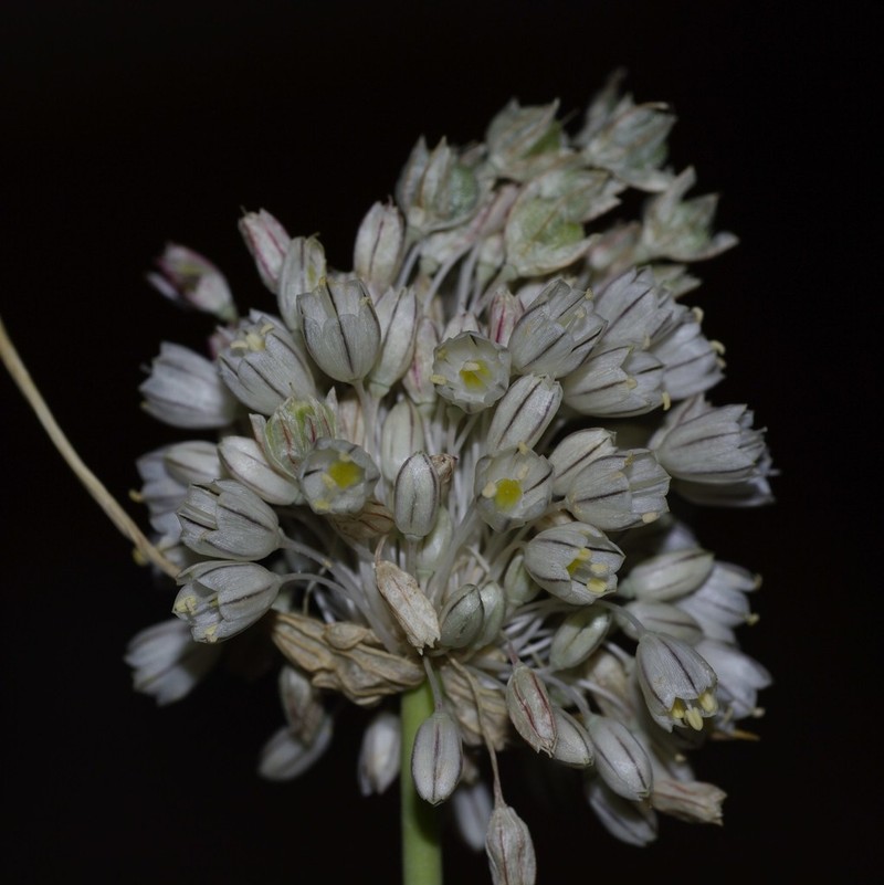 Allium antiatlanticum photo 5