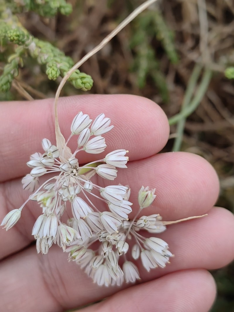Allium antiatlanticum photo 6