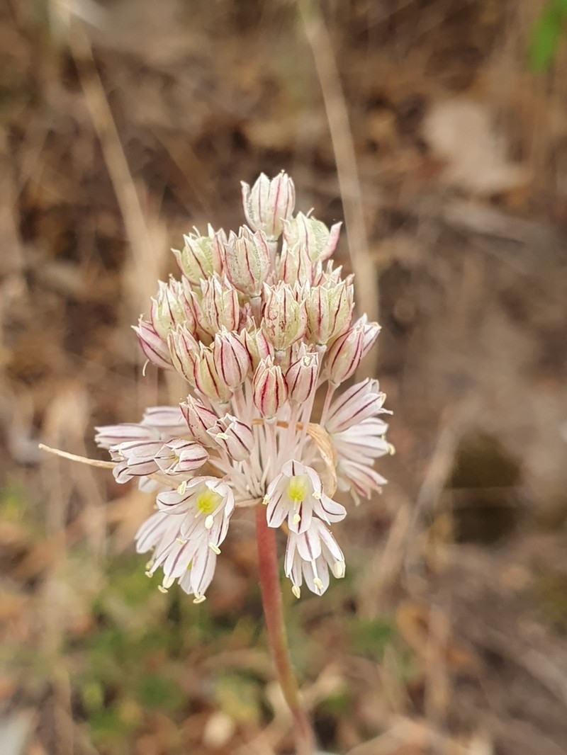 Allium antiatlanticum photo 7
