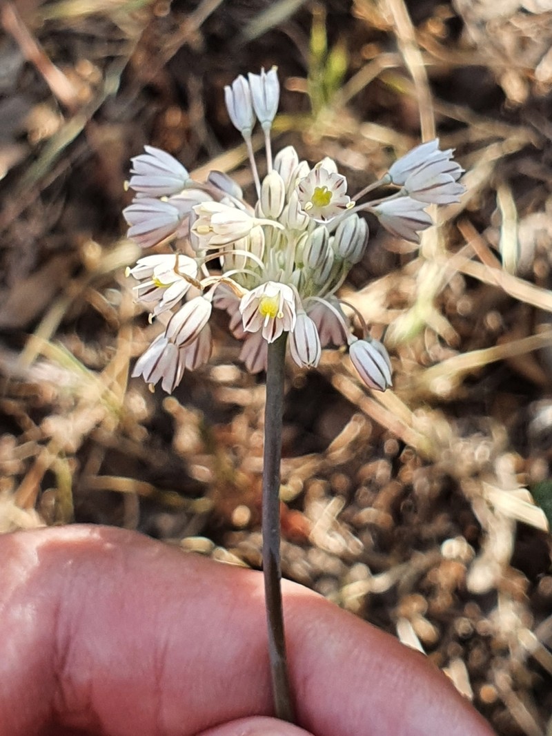 Allium antiatlanticum photo 8