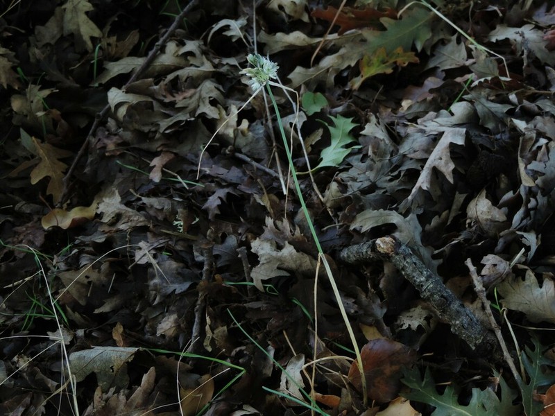 Allium anzalonei