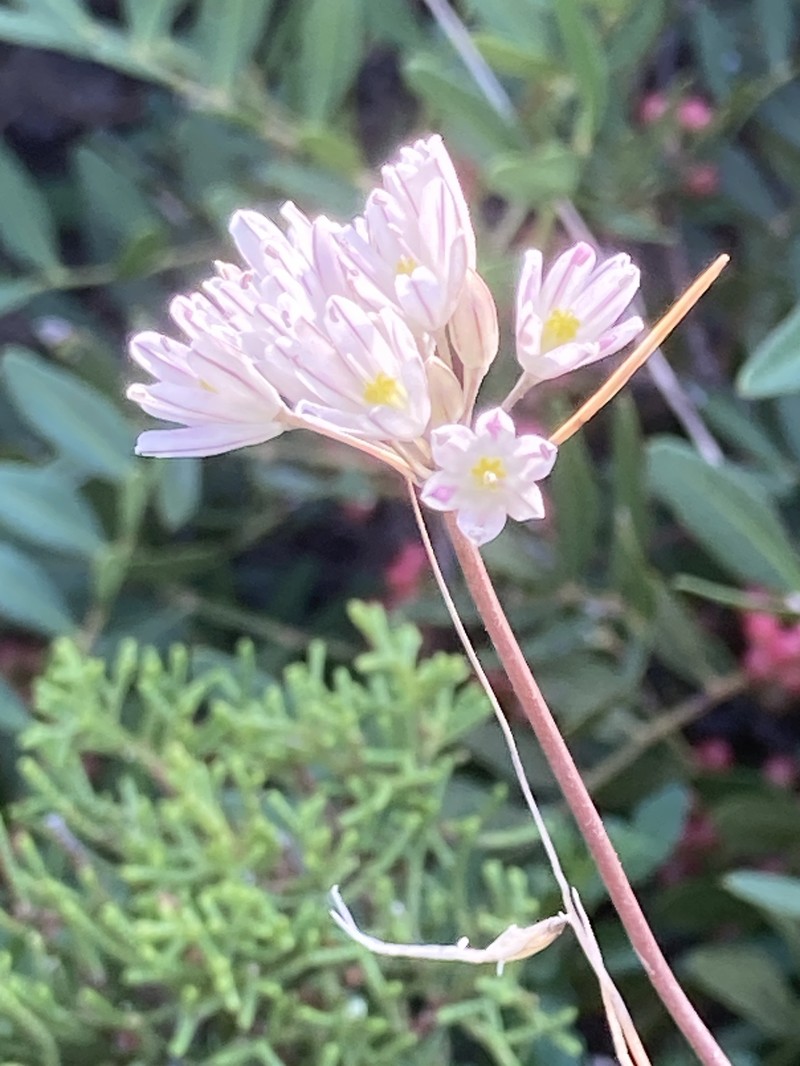 Allium apolloniense photo 2