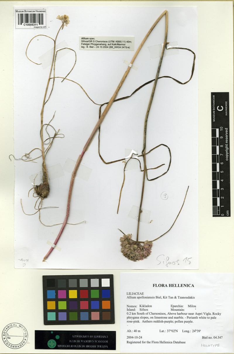 Allium apolloniense photo 3