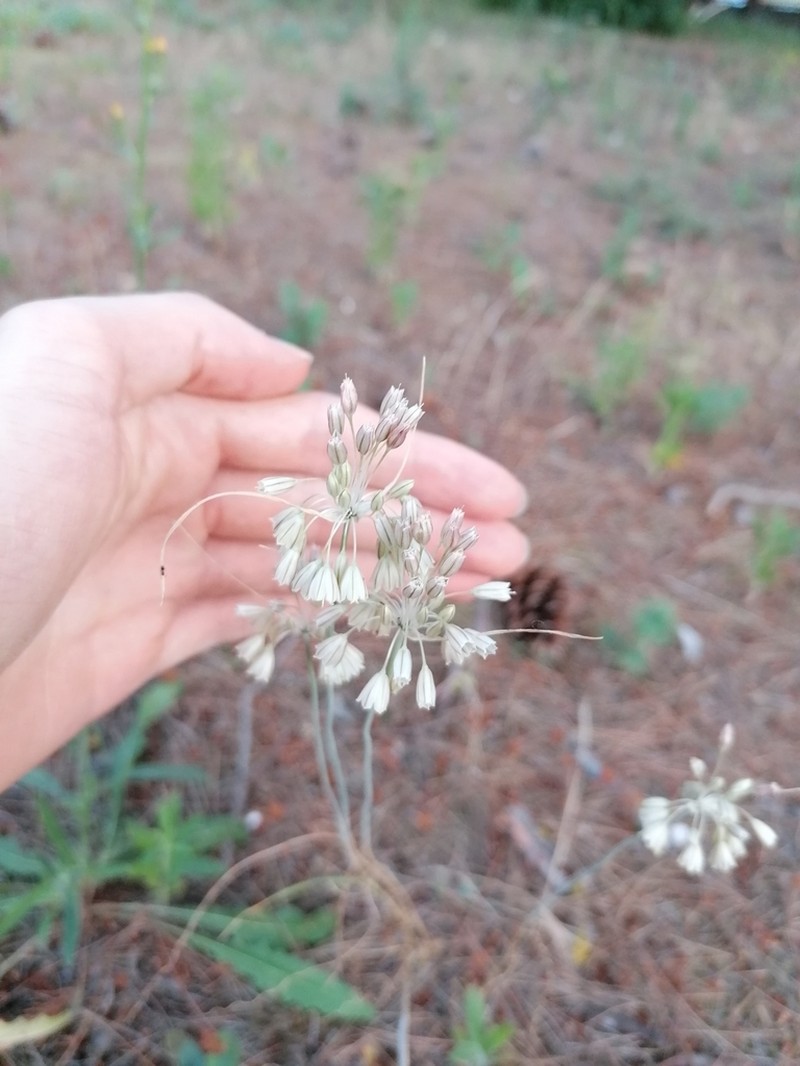 Allium apulum photo 2