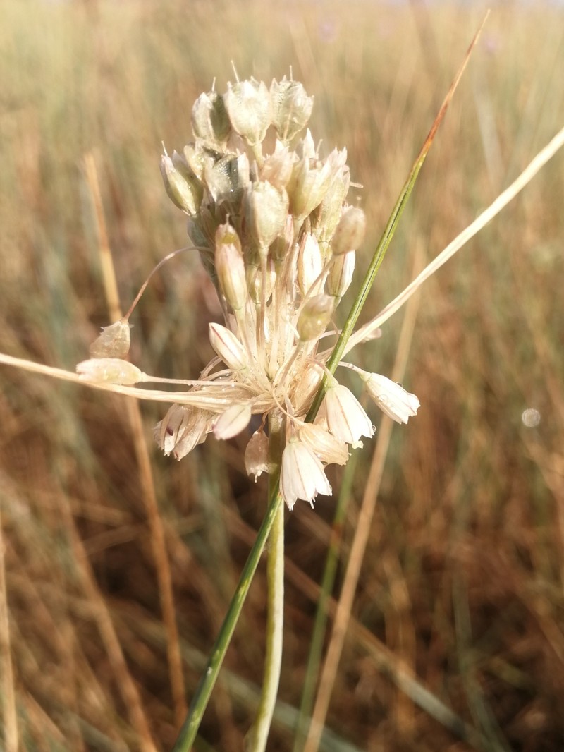 Allium apulum photo 3
