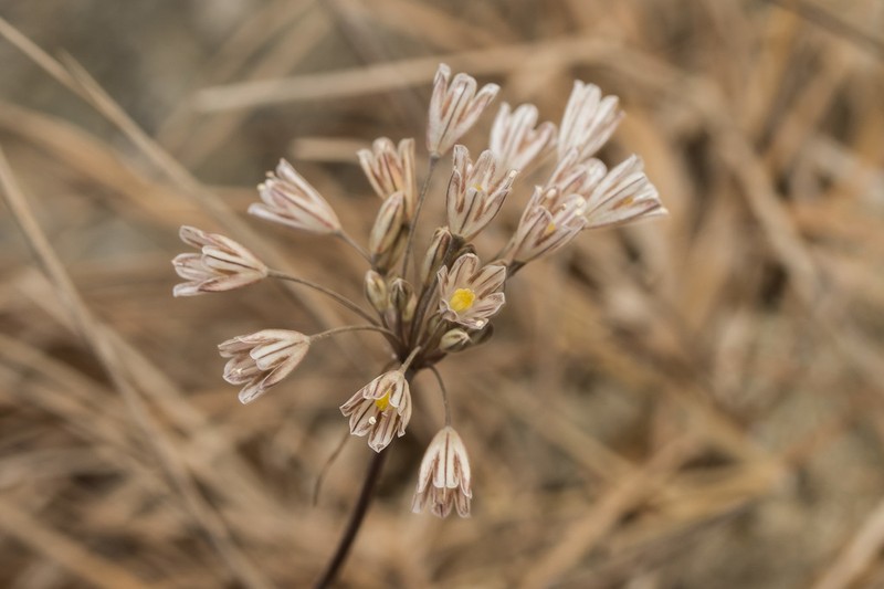 Allium archeotrichon