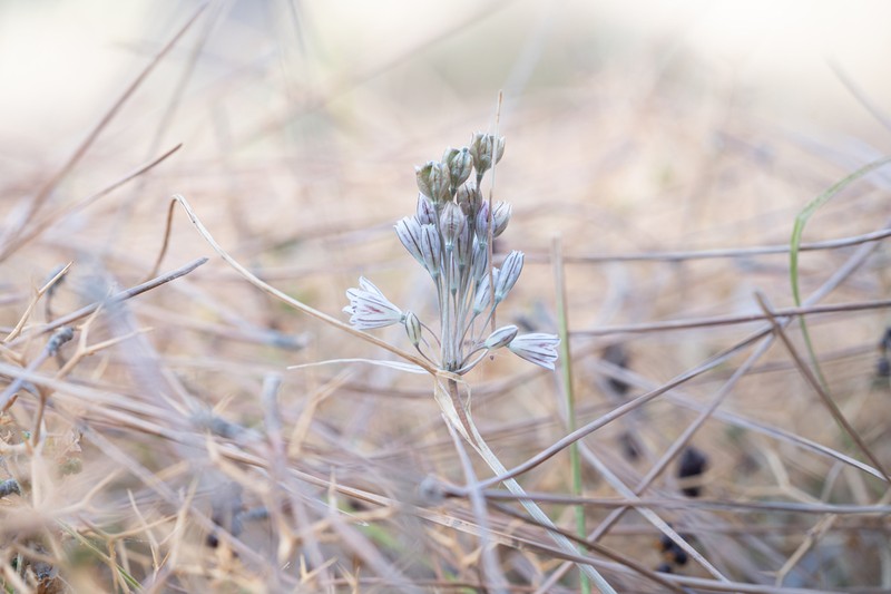 Allium archeotrichon photo 2