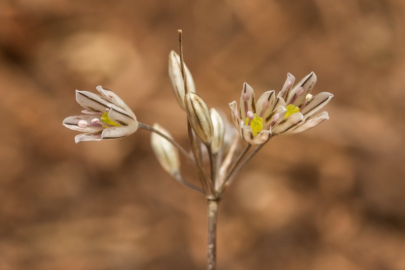 Allium archeotrichon photo 3
