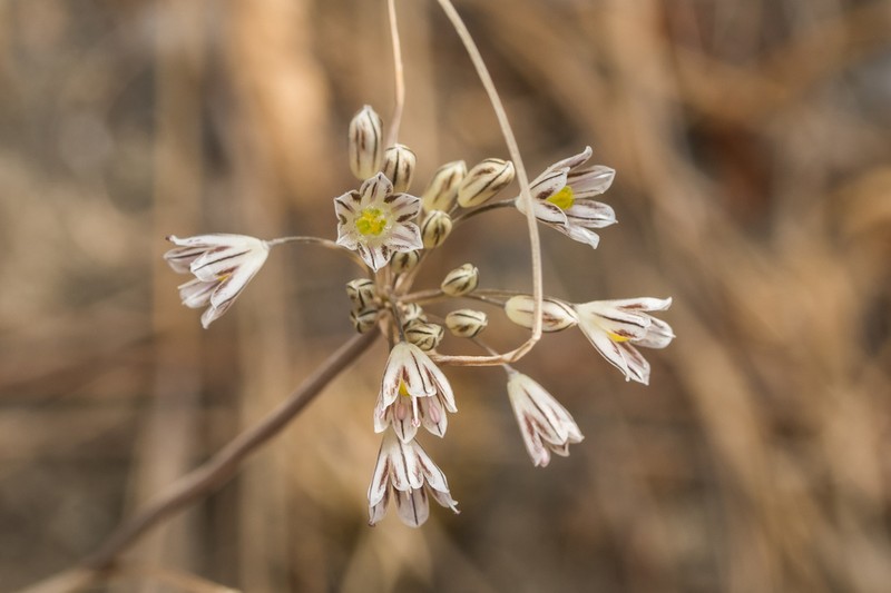 Allium archeotrichon photo 4