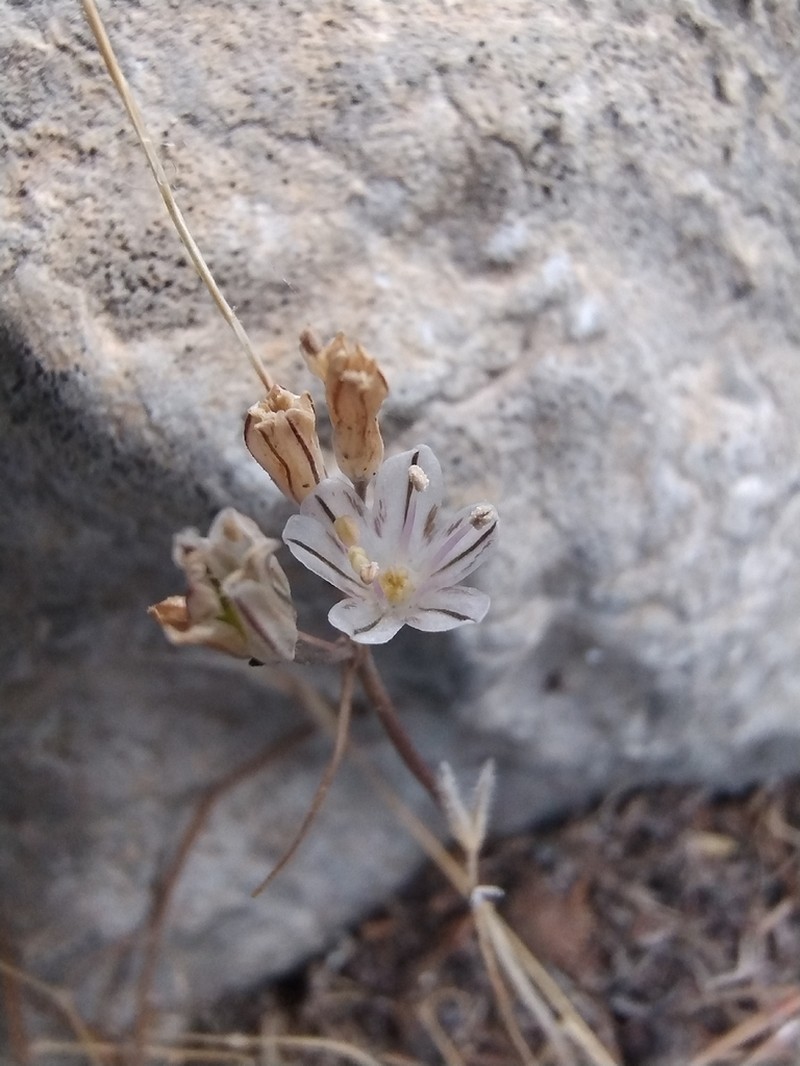 Allium archeotrichon photo 5
