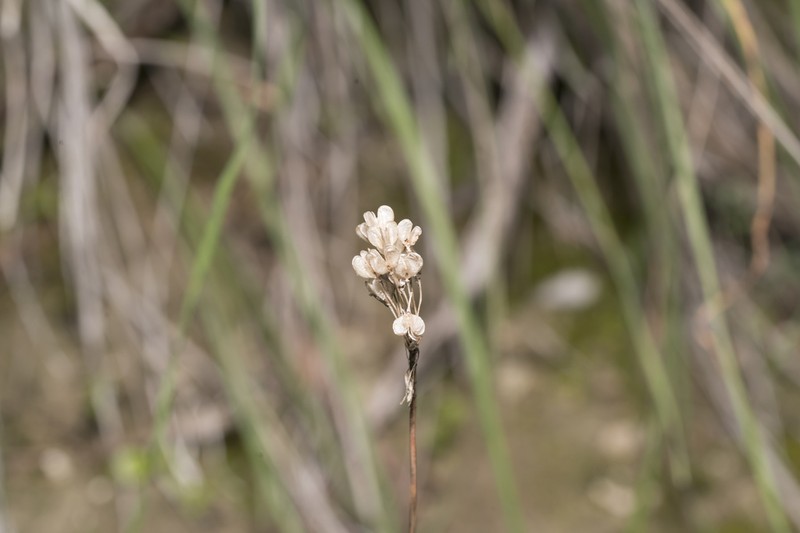 Allium archeotrichon photo 6