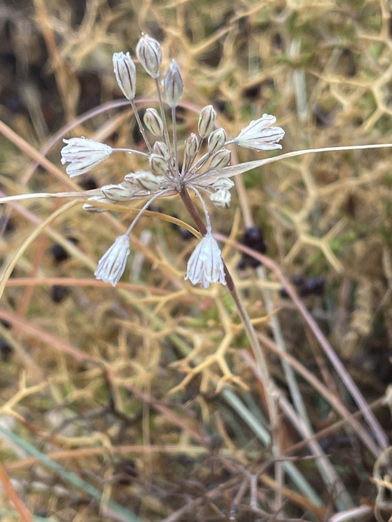 Allium archeotrichon photo 7