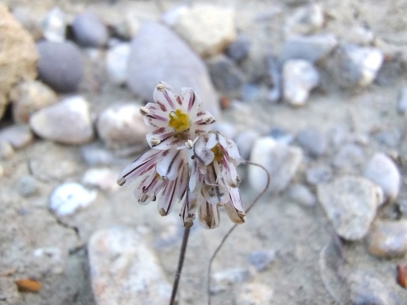 Allium archeotrichon photo 8