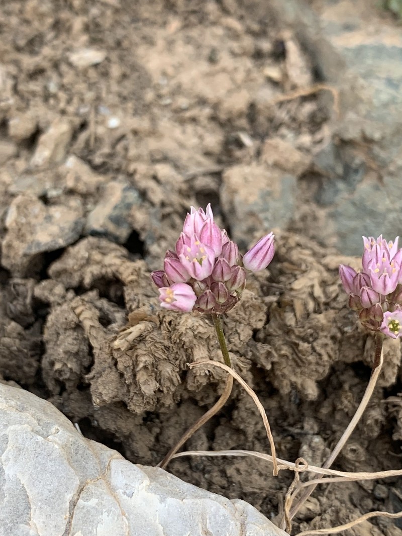 Allium arlgirdense photo 2