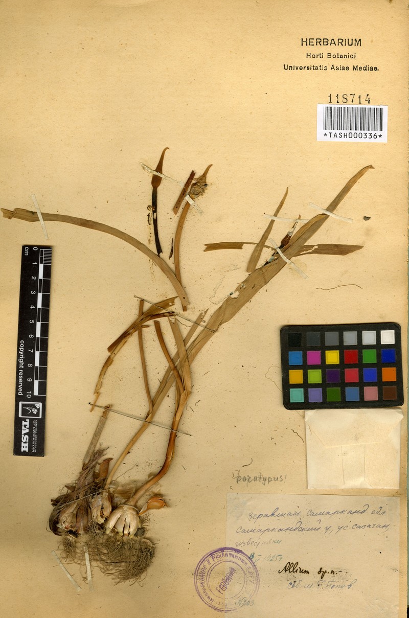 Allium aroides photo 3