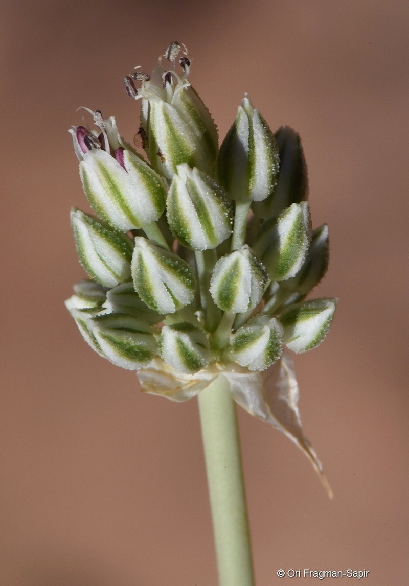 Allium artemisietorum