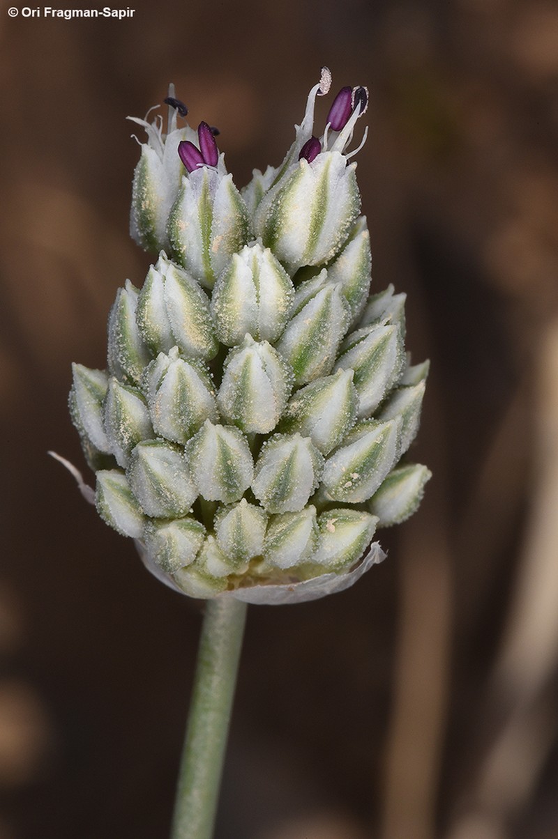 Allium artemisietorum photo 2