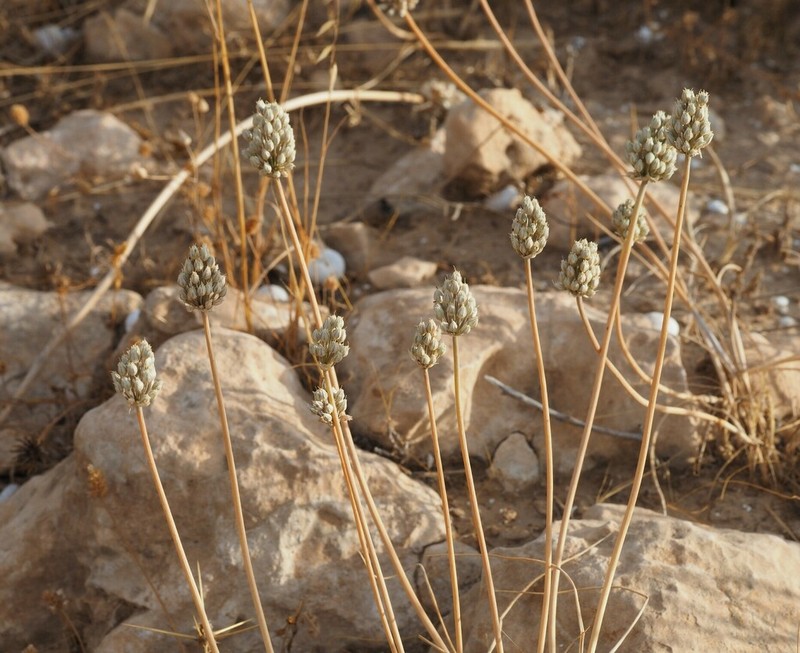 Allium artemisietorum photo 3