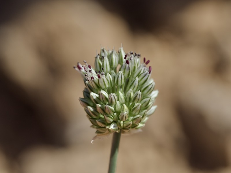 Allium artemisietorum photo 4