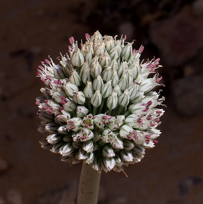 Allium artemisietorum photo 7