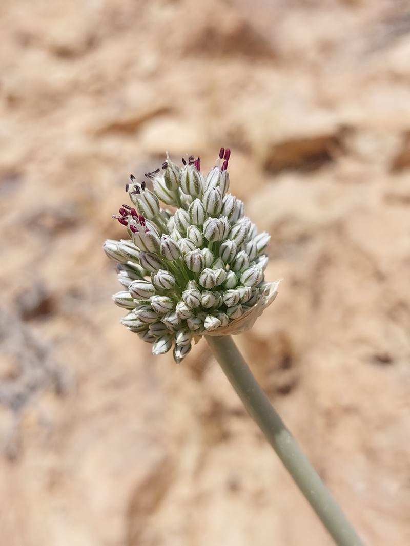 Allium artemisietorum photo 8