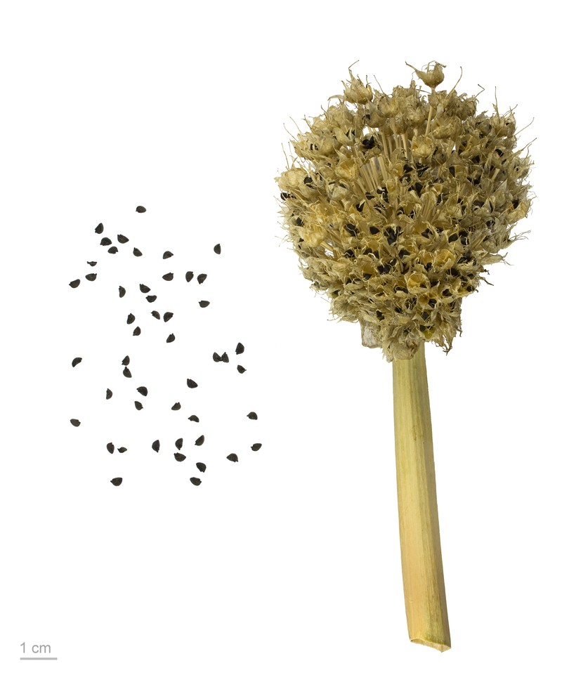 Wild Onion photo 2
