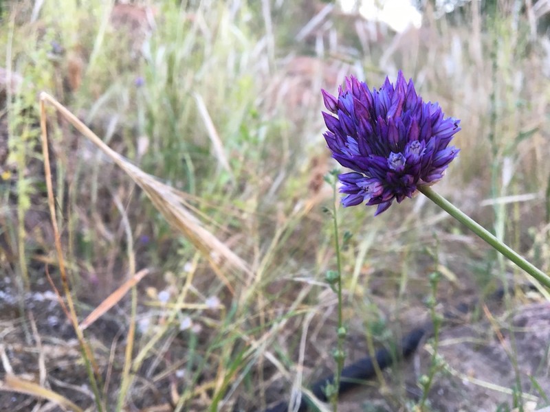 Wild Onion photo 3