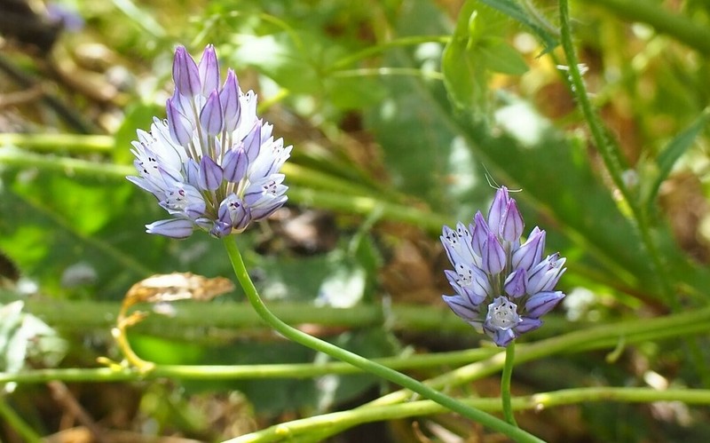 Wild Onion photo 4