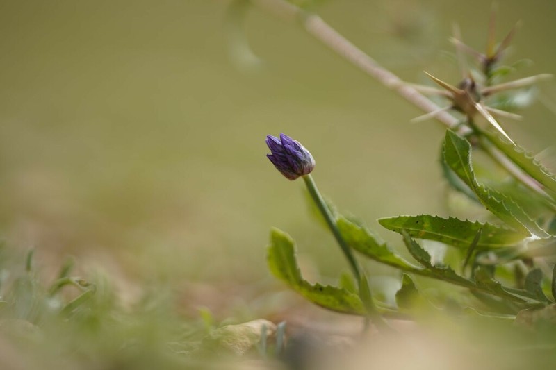 Wild Onion photo 5